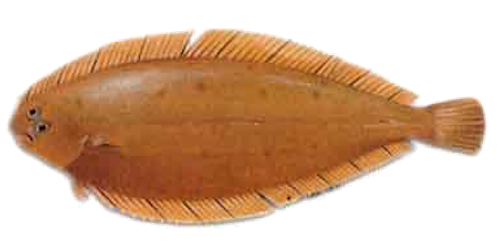 acedia fish