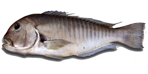 amadai fish