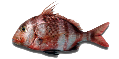 ashadai fish