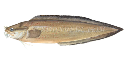 brotula fish