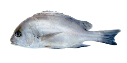 burro fish