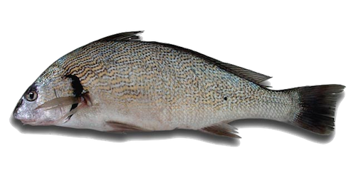 burrogato fish