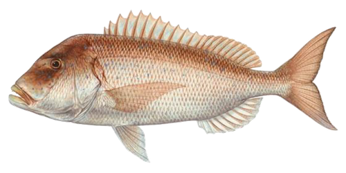 dentex fish