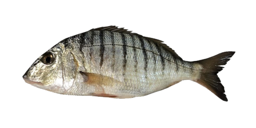 Herrera fish