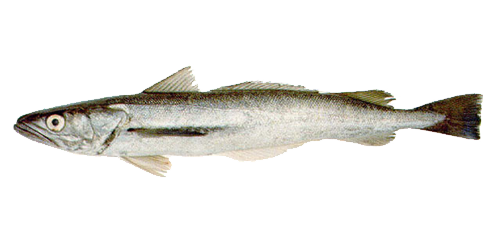 merluza fish