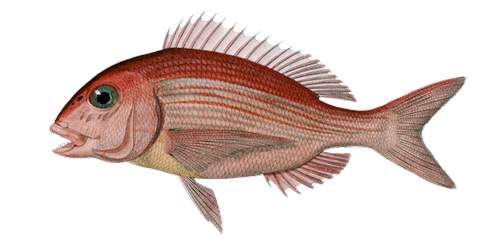 pargo fish