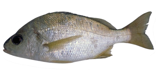 roncador fish