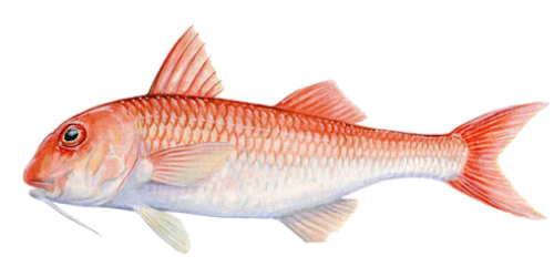 Salmonete fish