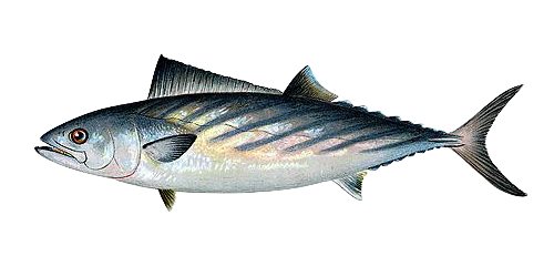 Atlantic Bonito fish