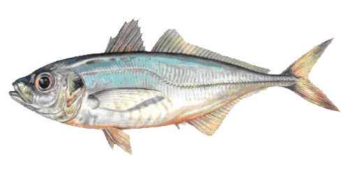 Horse Mackerel fish