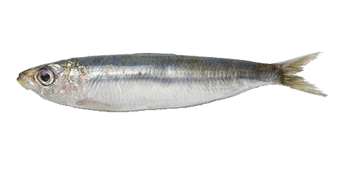 sardina pilchardus