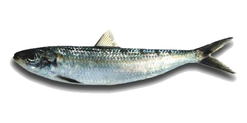 sardinella-aurita fish